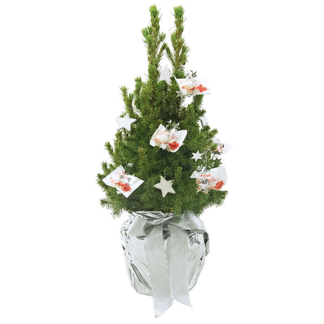 Schokotraum-Naturweihnachtsbäumchen